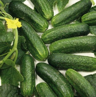 Picture of Organic Cucumber Diamant F1